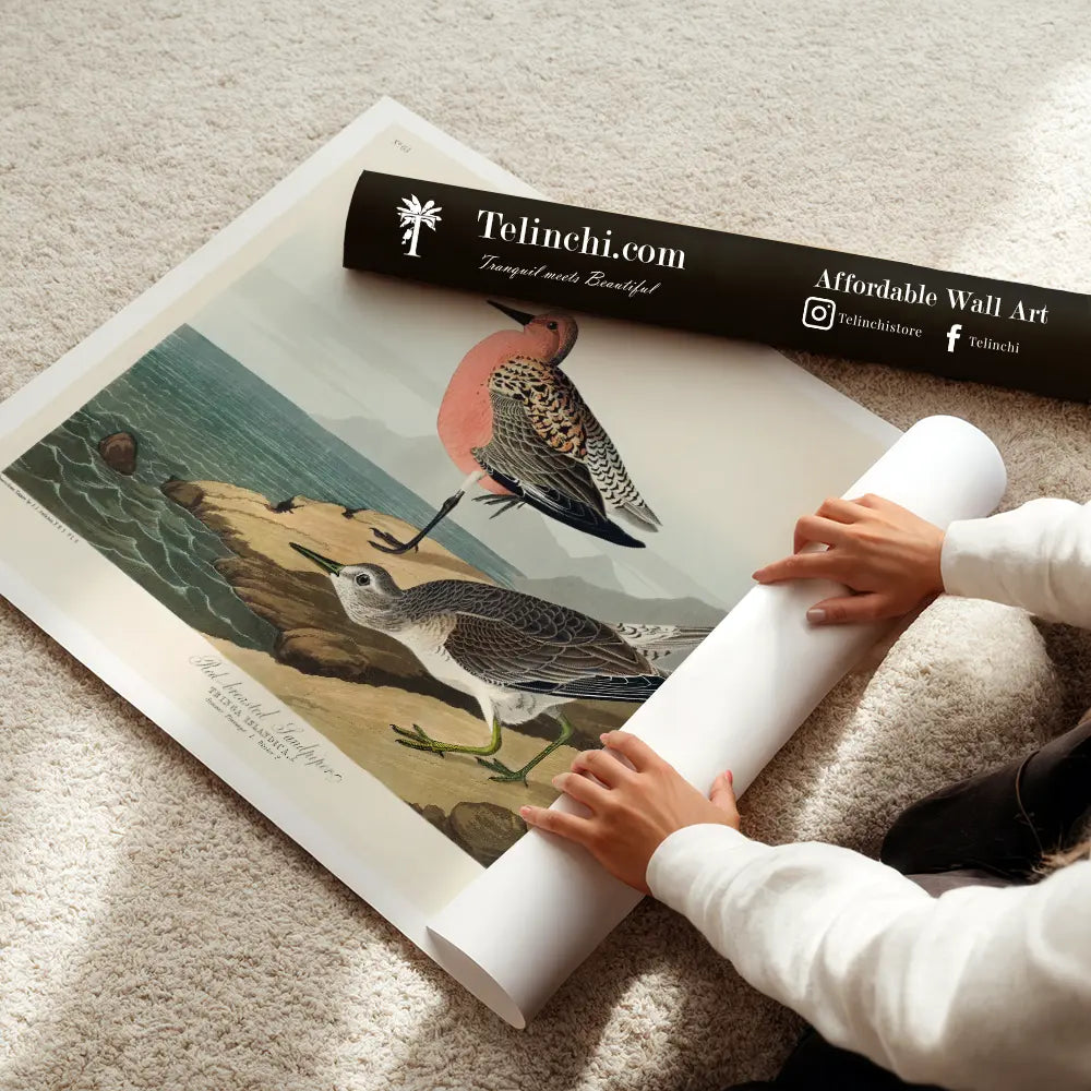 Red-Breasted Wonders