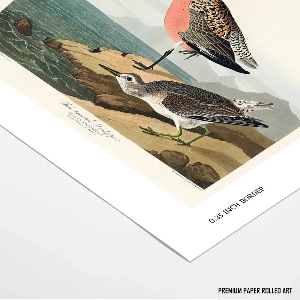 Red-Breasted Wonders