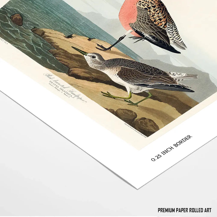 Red-Breasted Wonders