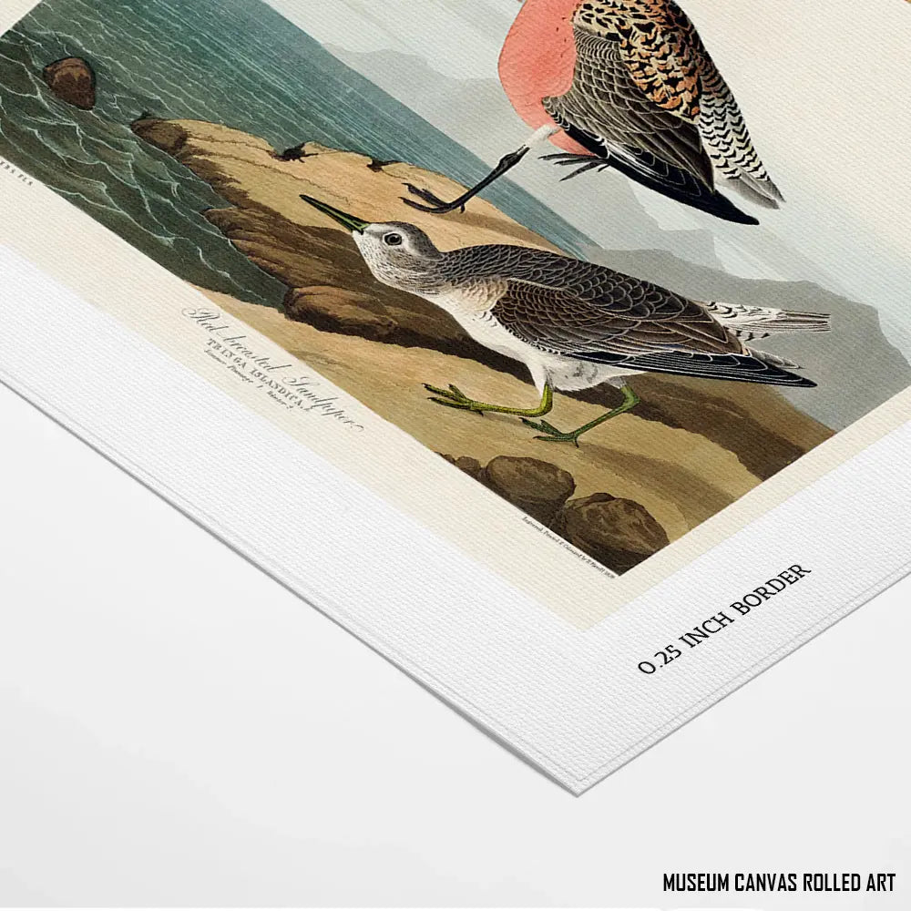 Red-Breasted Wonders