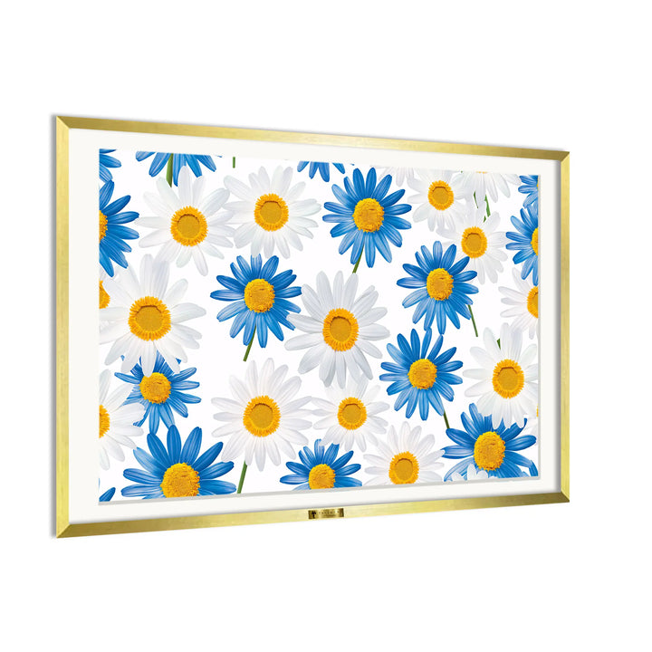 Oceanic Daisies