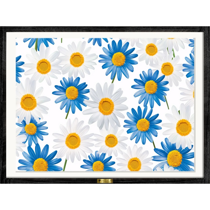 Oceanic Daisies