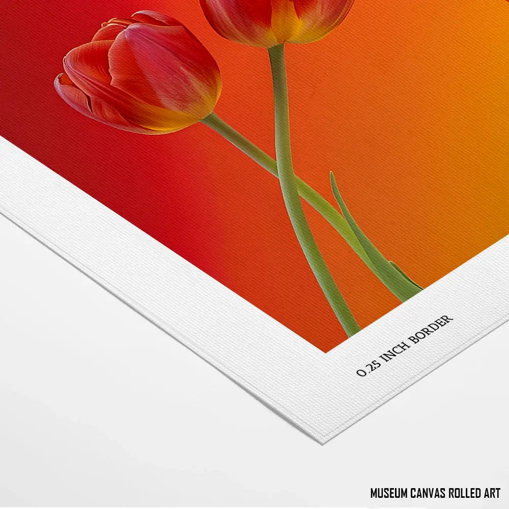 Blazing Tulips - Telinchi