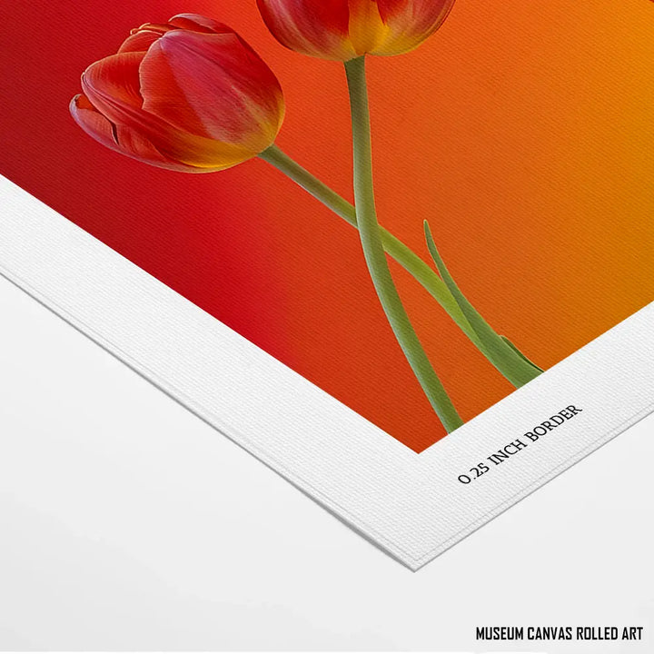 Blazing Tulips - Telinchi