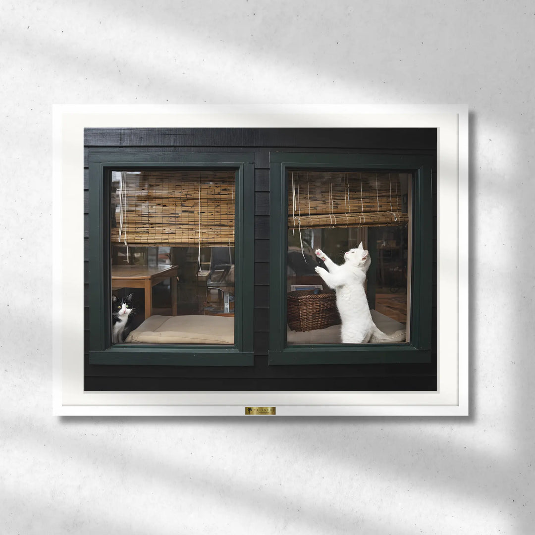 Window Whiskers