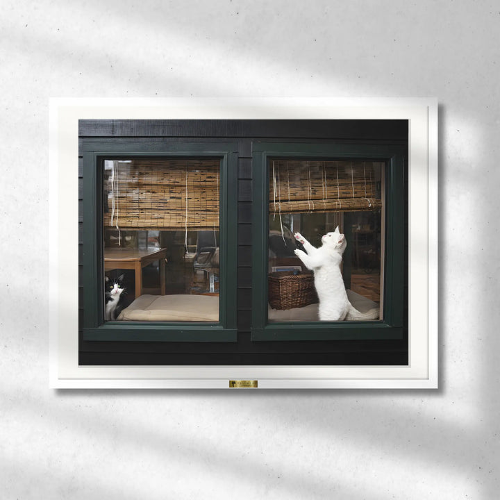 Window Whiskers