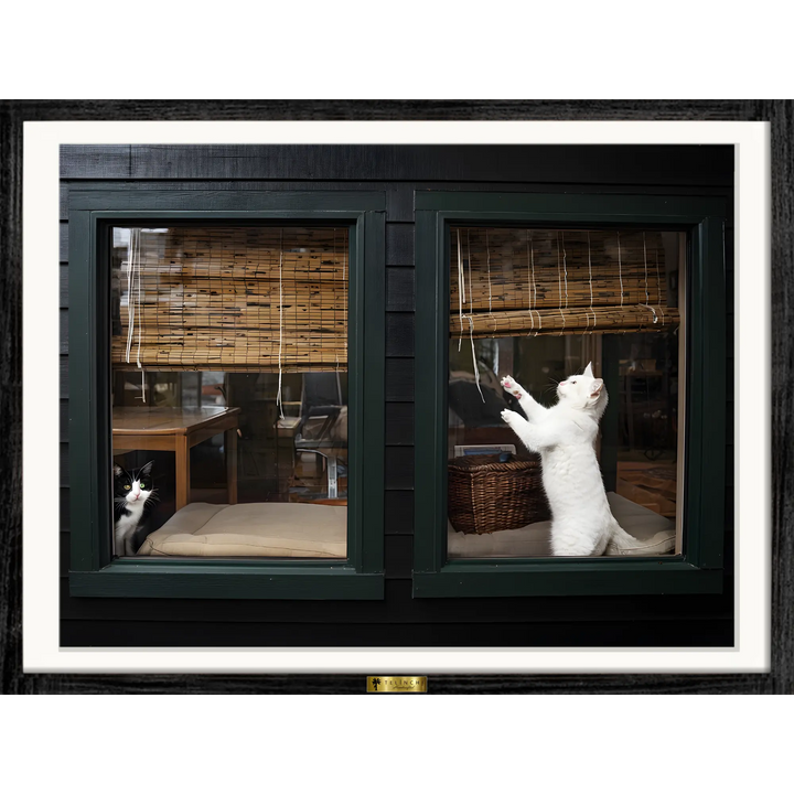Window Whiskers