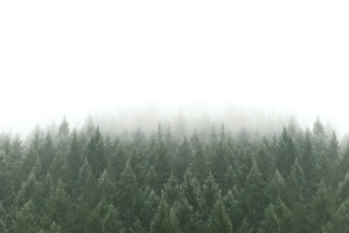 Whispering Pines