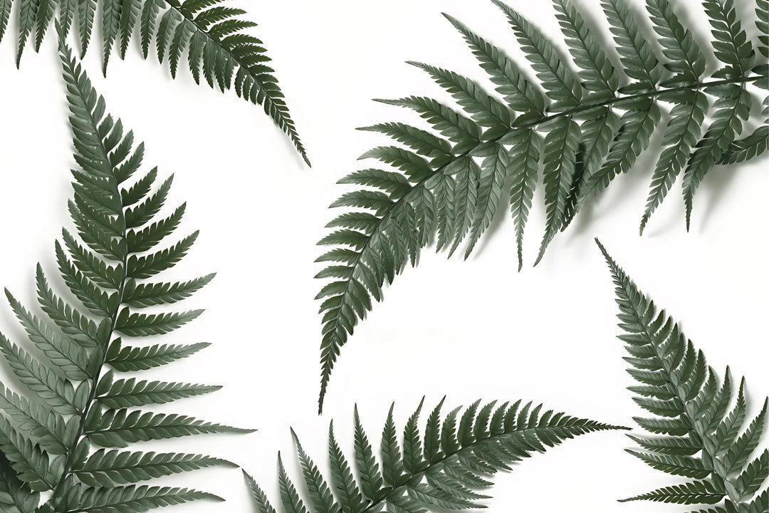 Fern Elegance
