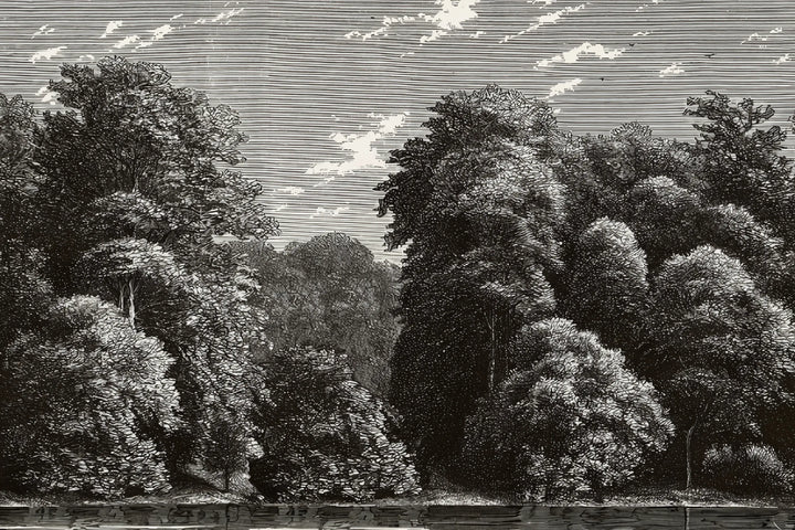 Vintage Forest Etching