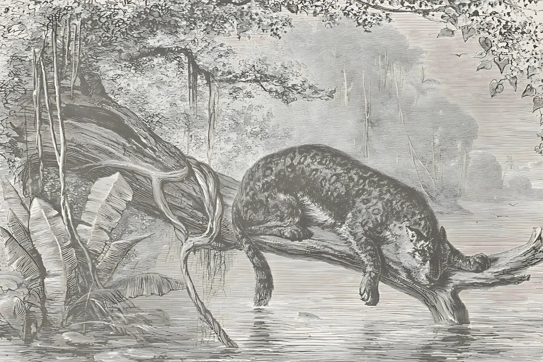Timeless Wilds