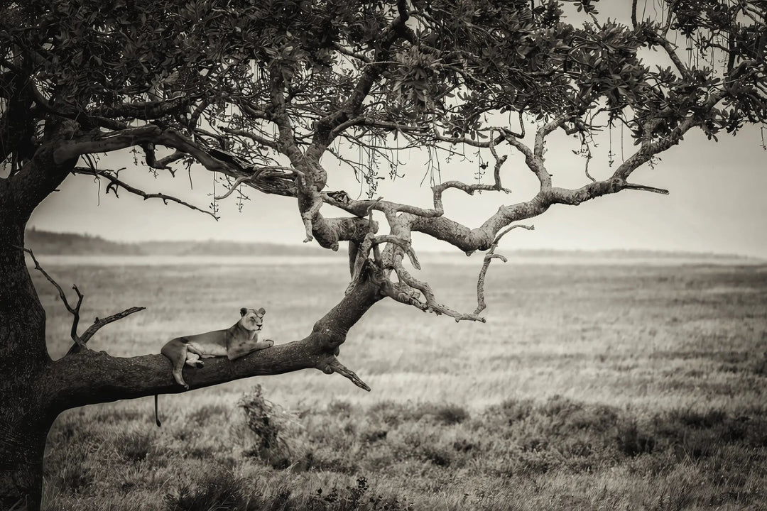 Savannah Stillness