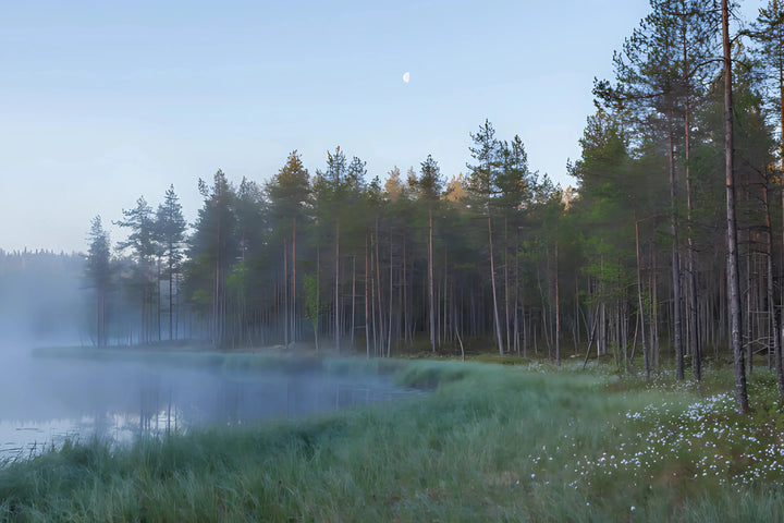 Misty Woodland Dawn
