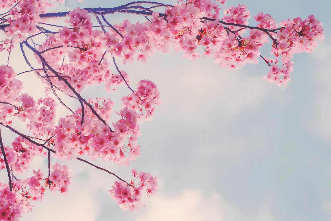 Blossom Dreams